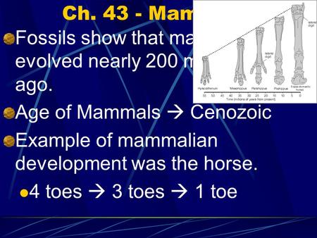 Ch. 43 - Mammals Fossils show that mammals evolved nearly 200 million years ago. Age of Mammals  Cenozoic Example of mammalian development was the horse.