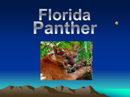 Florida Panthers live in Pinelands, Hardwood hammocks and mixed Swamp Forest.