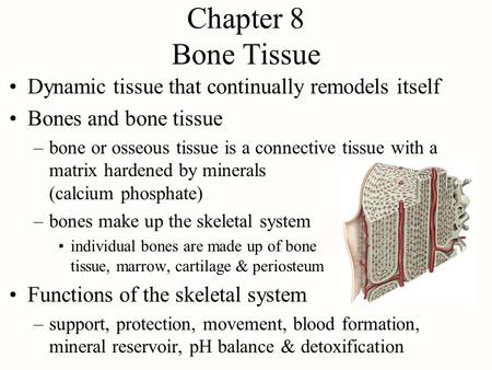 Chapter 8 Bone Tissue Dynamic tissue that continually remodels itself
