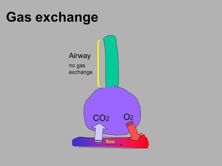 Gas exchange Airway no gas exchange CO2 O2 flow.