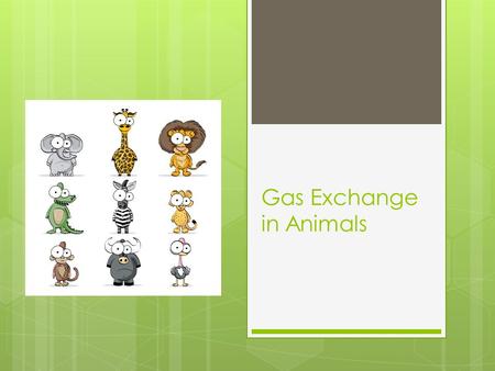 Gas Exchange in Animals. Respiration All living things carry out respiration.
