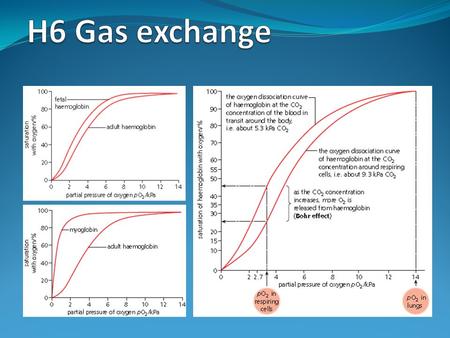 H6 Gas exchange.