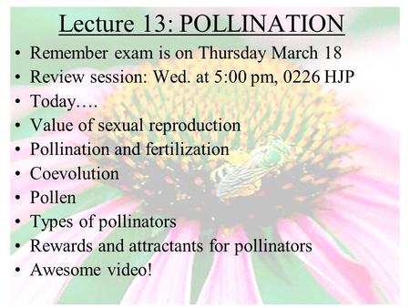 Lecture 13: POLLINATION Remember exam is on Thursday March 18