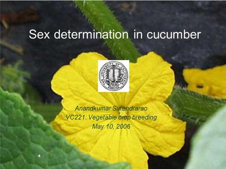 Sex determination in cucumber Anandkumar Surendrarao VC221: Vegetable crop breeding May 10, 2006.