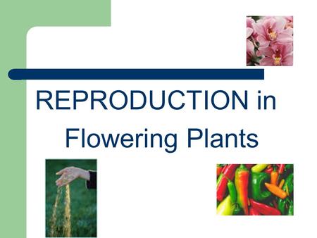 REPRODUCTION in Flowering Plants.