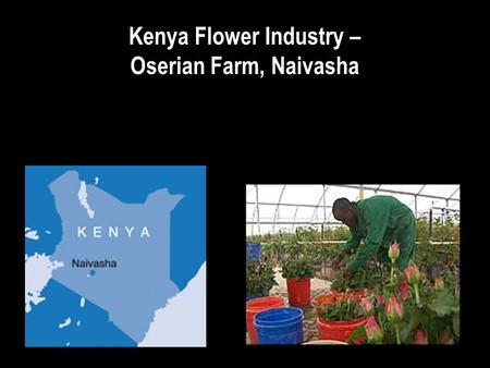 Kenya Flower Industry – Oserian Farm, Naivasha. Kenya Flower Industry – Oserian Farm, Naivasha Dutch owned firm in Kenya Issues - Jobs Social costs Diversification.