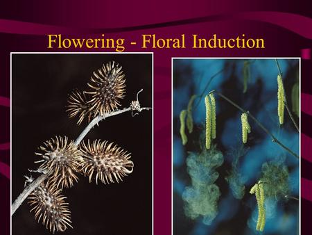 Flowering - Floral Induction