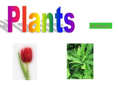 By Rebecca. Plants come in many shapes, sizes and colours. Different types of plant grow in different places all around the world! TASK 1. Take a look.