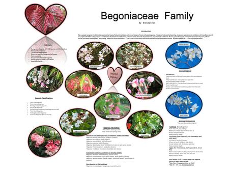 Begoniaceae Family By Brenda Lines Introduction Many people recognize the distinctive asymmetrical leaves, fleshy jointed stems and showy flowers of most.