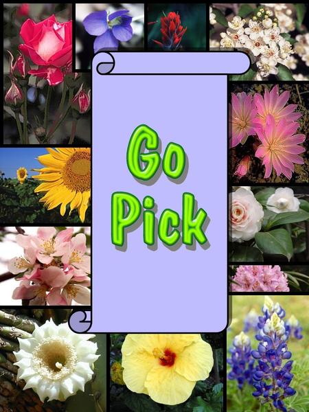 Play Go Pick the same as Go Fish The object of the game is to match a pair of State Flowers.