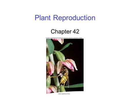Plant Reproduction Chapter 42.