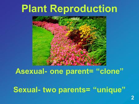 Plant Reproduction Asexual- one parent= “clone” Sexual- two parents= “unique” 2.