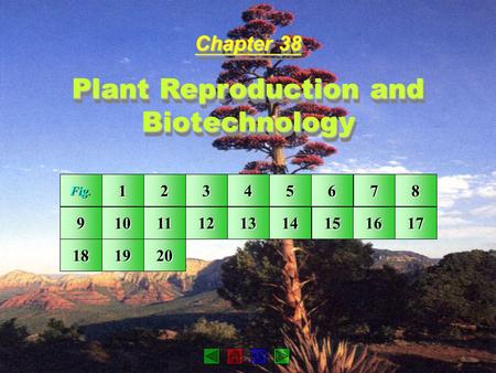 Plant Reproduction and Biotechnology