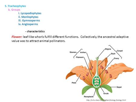 5. Tracheophytes b. Groups i. Lycopodiophytes ii. Monilophytes