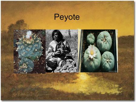 Peyote. What is Peyote and its effects? -sometimes called Mescal Button or the Divine Cactus -The cactus flowers occur sporadically, producing small pink.