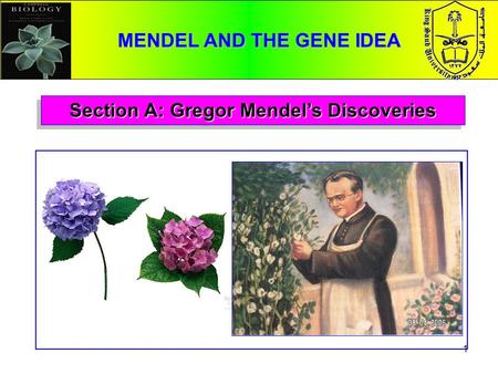 MENDEL AND THE GENE IDEA Section A: Gregor Mendel’s Discoveries