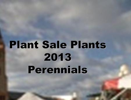 Plant Sale Plants 2013 Perennials