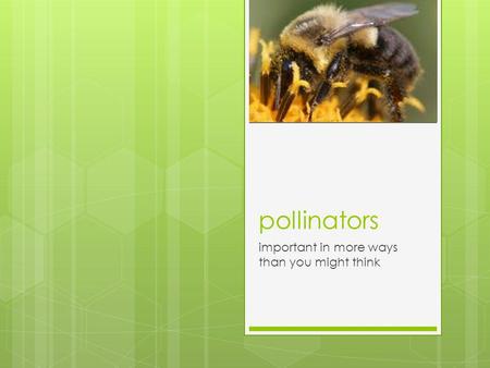 Pollinators important in more ways than you might think.