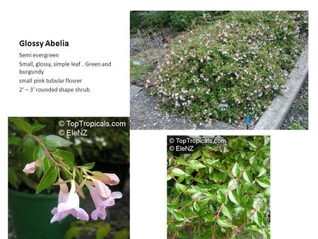 Glossy Abelia Semi evergreen