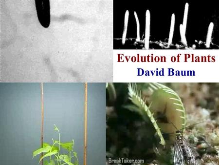 Evolution of Plants David Baum. Game plan What are plants and how did they evolve? Differences between plant and animal evolution Some stories of plant.
