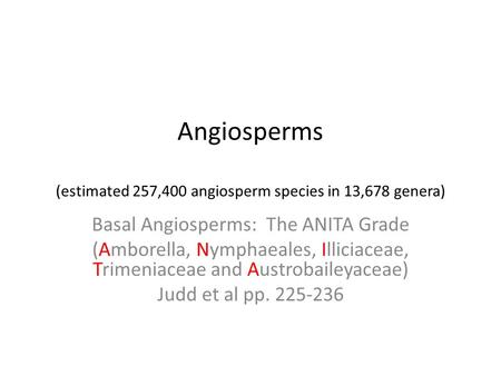 Angiosperms (estimated 257,400 angiosperm species in 13,678 genera) Basal Angiosperms: The ANITA Grade (Amborella, Nymphaeales, Illiciaceae, Trimeniaceae.