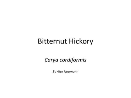 Bitternut Hickory Carya cordiformis By Alex Neumann.