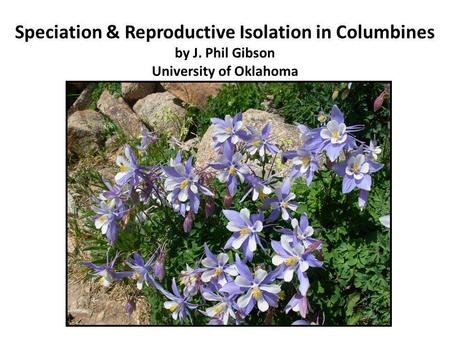 Speciation & Reproductive Isolation in Columbines