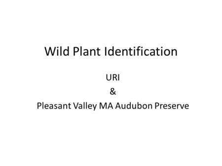 Wild Plant Identification URI & Pleasant Valley MA Audubon Preserve.
