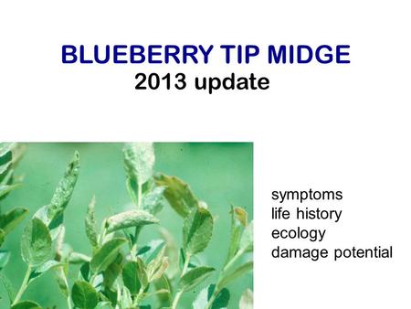 2013 update BLUEBERRY TIP MIDGE symptoms life history ecology damage potential.