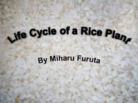 M any people use rice daily, without knowing the difficult process of growing it. The rice plant is an annual plant that produces an edible seed, called.