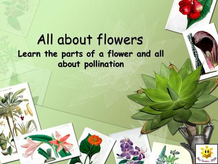 Learn the parts of a flower and all about pollination
