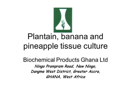 Plantain, banana and pineapple tissue culture