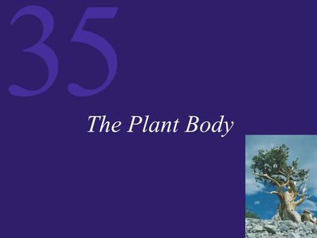 The Plant Body.