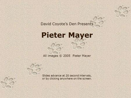 David Coyotes Den Presents Pieter Mayer All images © 2005 Pieter Mayer Slides advance at 20 second intervals, or by clicking anywhere on the screen.