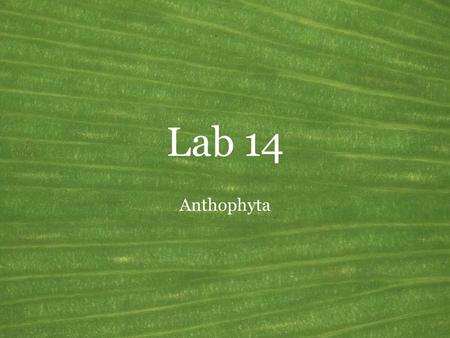 Lab 14 Anthophyta. General features of the seed plants Common name: Flowering plants, angiosperms Synonyms: Magnoliophyta Sporophytes: Monoecious or dioecious;