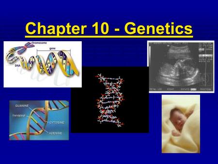 Chapter 10 - Genetics.