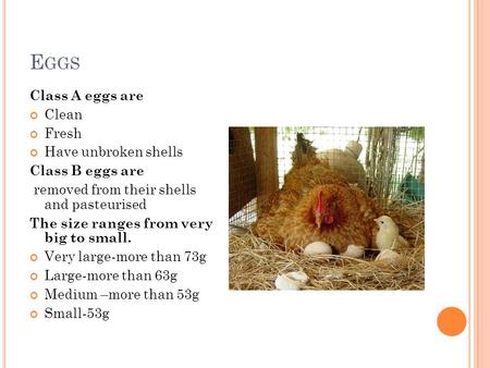 E GGS Class A eggs are Clean Fresh Have unbroken shells Class B eggs are removed from their shells and pasteurised The size ranges from very big to small.