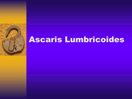 Ascaris Lumbricoides.