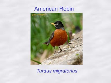 American Robin Turdus migratorius Birds Lay Eggs …Aristotle.