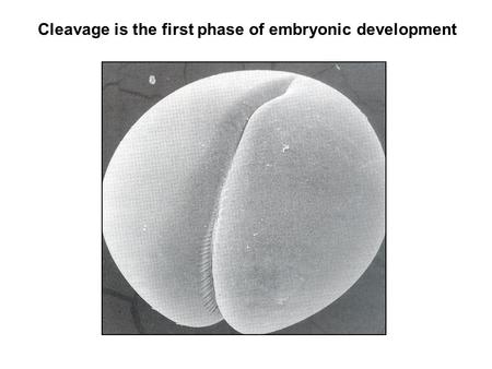 Cleavage is the first phase of embryonic development