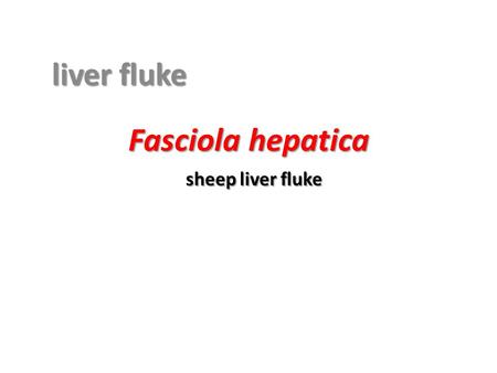 Fasciola hepatica sheep liver fluke