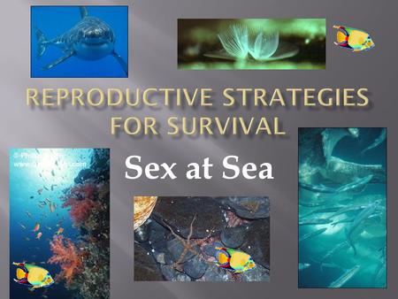Sex at Sea. Living organisms have evolved many different reproductive strategies. The strategies must be suitable for the environmental conditions in.