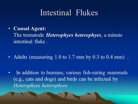Intestinal Flukes Causal Agent: The trematode Heterophyes heterophyes, a minute intestinal fluke . Adults (measuring 1.0 to 1.7 mm by 0.3 to 0.4 mm)