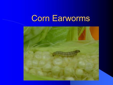 Corn Earworms. Laramie Kettler Charlie Barnhill Dexter Knox Brendan Mills Presentation By: