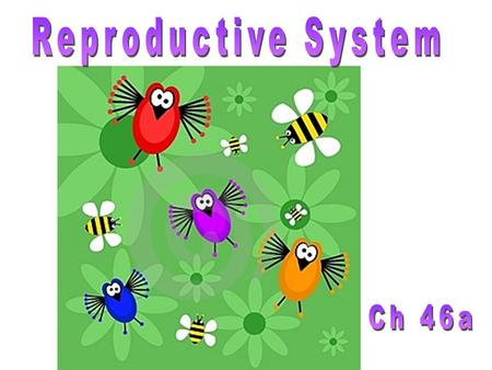 Reproductive System Ch 46a.