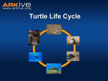 Turtle Life Cycle.