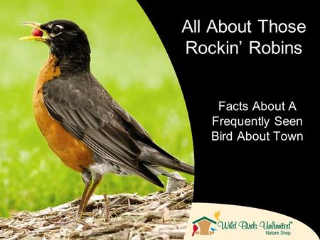Facts About A Frequently Seen Bird About Town All About Those Rockin Robins.