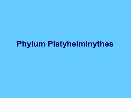 Phylum Platyhelminythes