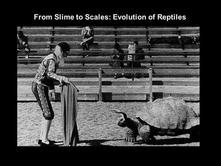 From Slime to Scales: Evolution of Reptiles