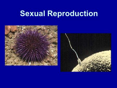 Sexual Reproduction. Overview of Sexual Reproduction 2 haploid sex cells (Sperm and Egg) combine to form new diploid organism *Sex cells produced via.